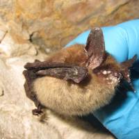 Bat blight: Growth of the fungus Pseudogymnoascus destructans is evident on the nose and wings of this northern long-eared myotis bat in LaSalle County, Illinois. Bats, snakes face deadly fungi threat