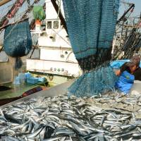 Ninety-five tons of saury, the first catch of the season, are unloaded at Onahama port in Iwaki, Fukushima Prefecture, on Saturday morning. The fish, caught overnight off Nemuro, Hokkaido, were shipped to and marketed in Iwaki after clearing radiation checks. | KYODO