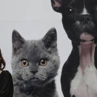Girl, distracted: A woman uses a mobile phone in front of a pet shop in Tokyo last month. A sudden surge in articles critical of smartphones just so happened to coincide with the release in September of a new iPhone, which is being sold by all three of Japan\'s telecom giants. | AP