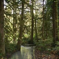 Back to nature: A small stretch of one of the man-made channels comprising 24,500 sq. meters of spawning habitat for Cheakamus River salmon cut through woods adjoining the North Vancouver Outdoor School in the last 11 years. Projects such as this, following years of human depredations of the natural habitat, could serve as inspiration for much-needed nature restoration in Japan. | C.W. NICOL PHOTO