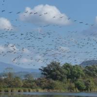 Autumn action: Zooming out for the big picture and using the rule of thirds &#8212; in this case two-thirds sky and birds, and one-third landscape &#8212; helps to create this shot of a flock of migrating Bean Geese departing a Hokkaido lake. | PHOTO BY MARK BRAZIL