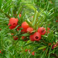 Opposites attract: Zooming in and framing tightly adds impact that helps these yew berries stand out against green foliage. | PHOTO BY MARK BRAZIL