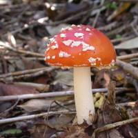 Down and dirty: This low-angle close-up of a fly agaric fungus (Amanita muscaria) again adds to the impact of the image. | PHOTO BY MARK BRAZIL