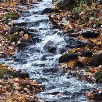 Flow charted: Sometimes, where the eye soaks up a broad scene, an effective approach may be to pick out a single element, such as this stream in spate with autumn leaves. | PHOTO BY MARK BRAZIL