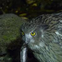 Eye spy: A Blakiston\'s Fish Owl \"digiscoped\" from far away with its snack of fresh trout. | PHOTO BY MARK BRAZIL