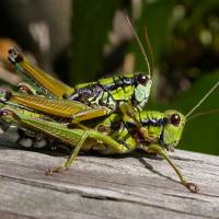 Double vision: Zooming in and framing tightly makes for this detailed image of mating Podisma sapporensis grasshoppers &#8212; but no camera yet comes with a \"patience\"setting. | PHOTO BY MARK BRAZIL