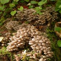 Fruits of the forest: Shot from below, this fall fungal garden seems to cascade down. | PHOTO BY MARK BRAZIL