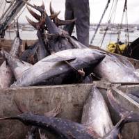 Fair catch: Sustainably harvested tuna caught by local boats is landed at Manta, Ecuador. Worldwide, gross overfishing has seriously depleted stocks of many key food species. | &#169; CONSERVATION INTERNATIONAL / KEITH LAWRENCE