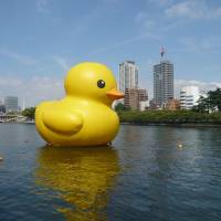 Public bathtime: Dutch artist Florentijn Hofman\'s giant floating rubber duck sculpture visits Osaka in 2009. The duck comes back to the city this weekend. | &#169; 2013 \"Kids Return\" Seisaku Iinkai