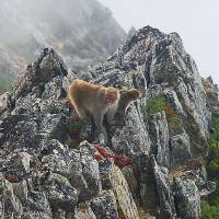 Scenic view: Two Japanese macaques climb among rocks on Mount Otensho in Nagano Prefecture in September. | KYODO