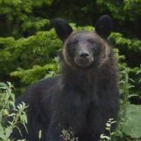 Cute but dangerous: A brown bear is seen in Shari, Hokkaido, in September. | ENVIRONMENT MINISTRY