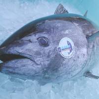 The Kindai Maguro trademarked Pacific bluefin tuna cultivated by Kinki University\'s Fisheries Laboratory will be the main fare at a restaurant the school will open Dec. 2 in Tokyo. | KINKI UNIVERSITY
