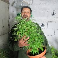 Budding market: Alvaro Calistro, who has been arrested in the past on suspicion of trafficking marijuana, displays one of his marijuana plants in Montevideo on Oct. 19 Uruguay stoked to legalize marijuana production