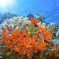 On the front line: This image provided by <a HREF=\"http://Marinelifephotography.com\" TARGET=\"_blank\">Marinelifephotography.com</a> shows soft corals, crinoids and reef fishes off southeast Sulawesi, Indonesia. According to a new global warming study, coral reef species will be the first to be affected by a climate they\'ve never experienced before and are most vulnerable to climate change. | AP