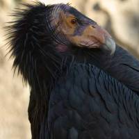 A California condor | CHUCK SZMURLO/WIKIMEDIA COMMMONS