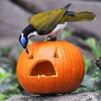 A blue-faced honeyeater snags a waxworm from a pumpkin at Brookfield Zoo, near Chicago, on Thursday. | UPI/KYODO