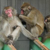 A monkey named Benz (left) is groomed by a fellow primate at Takasakiyama Natural Zoological Garden in Oita on Saturday. After going missing last month, Benz was recaptured Tuesday and returned to his former troop. Zoo officials said Benz appears to be firmly back in charge, as the troop\'s second in command was seen grooming him. | KYODO