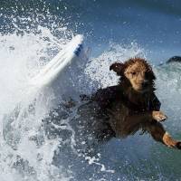A dog wipes out while competing in the Surf City surf dog competition in Huntington Beach, California, on Sunday. | REUTERS/KYODO