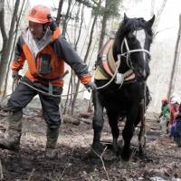 Win-win: Horse-logger Takashi Iwama thins neglected woodland with Samurai King. | CONAN MORIMOTO PHOTO