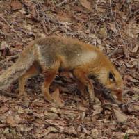 Fur dinkum: The Red Fox, one of Japan\'s more ubiquitous mammals. | MARK BRAZIL PHOTO