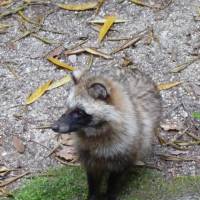 The much-mythologized Tanuki. | MARK BRAZIL PHOTO