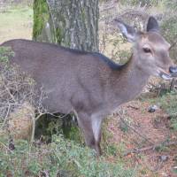 A Sika (Japanese Deer). | MARK BRAZIL PHOTO