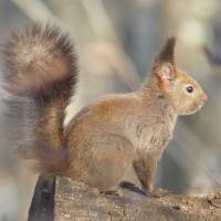Eurasian Red Squirrel of Hokkaido. | MARK BRAZIL PHOTO