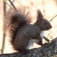 Endemic Japanese Squirrel of Honshu. | MARK BRAZIL PHOTO