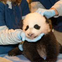 What’s in a name?: The National Zoo is holding an online vote to name its newest panda, seen here Nov. 15, at the zoo in Washington. The new name will be announced on Dec. 1, when the cub turns 100 days old. If your baby needs a name, let the Internet decide