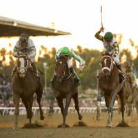 Crack the whip: Jockey Gary Stevens (right) rides Mucho Macho Man to victory in the Breeders’ Cup Classic on Saturday Mucho Macho Man wins by a nose