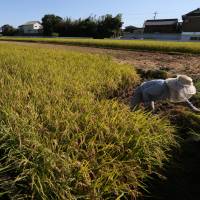 No limits: A farmer harvests rice in a paddy in Sakura, Chiba Prefecture, in late August. The Liberal Democratic Party-led government proposed Wednesday to abolish in 2018 the decades-old state program limiting rice cultivation | BLOOMBERG