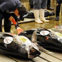 Fish fetish: A fish wholesaler checks tunas before an auction at the Tsukiji fish market in Tokyo last month | SATOKO KAWASAKI