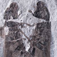 Eternal embrace: This fossil found in China suggests that froghoppers mated in the same way 165 million years ago. | THE WASHINGTON POST