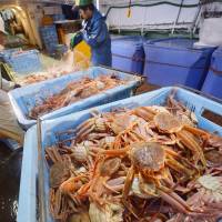 Fishermen process the season\'s first catch of snow crabs Wednesday morning in Toyooka, Hyogo Prefecture. According to the local fisheries cooperative, 115 males and 3,100 females were taken from the Sea of Japan. | KYODO
