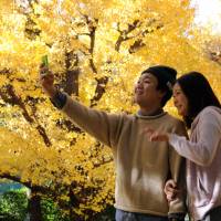 With a smartphone, a couple take a \"selfie\" photo against a background of golden ginkgo leaves at Meiji Jingu Gaien in Tokyo\'s Shinjuku Ward on Tuesday. | SATOKO KAWASAKI