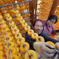 A farmer and his wife in Kunimi, Fukushima Prefecture, on Thursday hang rows of peeled persimmons to make \"anpokaki,\" or dried persimmons. The local delicacy was put on hold for three years because farmers feared radioactive fallout from the Fukushima No. 1 nuclear plant. The soil has since been decontaminated. | KYODO