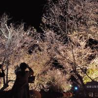 Rare cherry blossoms are in full bloom at Jomine Park, Saitama Prefecture, on Friday. While the nation enjoys \"hanami\" viewing in spring, this variety blooms in late October to early December. | SATOKO KAWASAKI