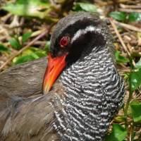 Birdway code: Though signs exhort drivers to take care to avoid Okinawa Rails, several are still killed crossing the roads every year. | MARK BRAZIL PHOTO