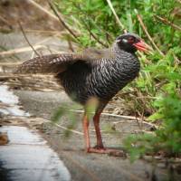 In a flap: An Okinawa Rail in a patch of summer sunshine in the forest spreads its ragged wings to help it stay cool. | MARK BRAZIL PHOTO