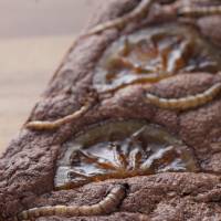 Mealworm and orange brownie. | COURTESY OF MUSHIMOISELLE GIRIKO