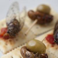 Summer cicada hors d\'oeuvre. | COURTESY OF MUSHIMOISELLE GIRIKO