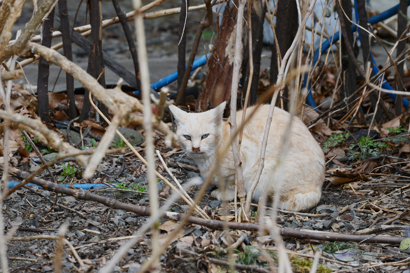 Survival of the fittest: The animals hardy enough to survive the harsh Tohoku winters do what comes naturally and breed, resulting in a sharp rise in feral cats and dogs in Fukushima. | MAKOTO  YAMAMURA