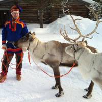 Treasured beasts: A Sami handler dressed in traditional clothing holds two animals from his herd in Saariselka, Finnish Lapland. But can they really fly? A few facts on reindeer