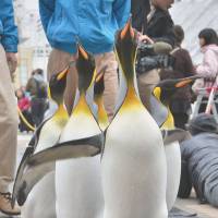 Penguins are paraded through Osaka Aquarium Kaiyukan in the city of Osaka on Thursday ahead of their first public appearance of the winter. The procession on the 95-meter mat will take place twice a day from Thursday to Jan. 7 and from Jan. 11 to Jan. 13. | KYODO