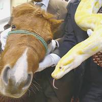 A pony is introduced to a Burmese python at Tsutenkaku observation tower in Naniwa Ward, Osaka, on Friday at an event to mark the incoming Year of the Horse. | KYODO