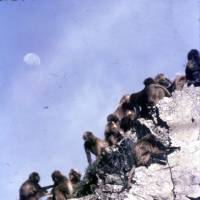 Satellite of the simians: Gelada baboons on the cliffs of a gorge in the Simien Mountains of northern Ethiopia on July 20, 1969 &#8212; the day Man first walked on the Moon that\'s clearly visible in the daytime sky above them. | C.W. NICOL