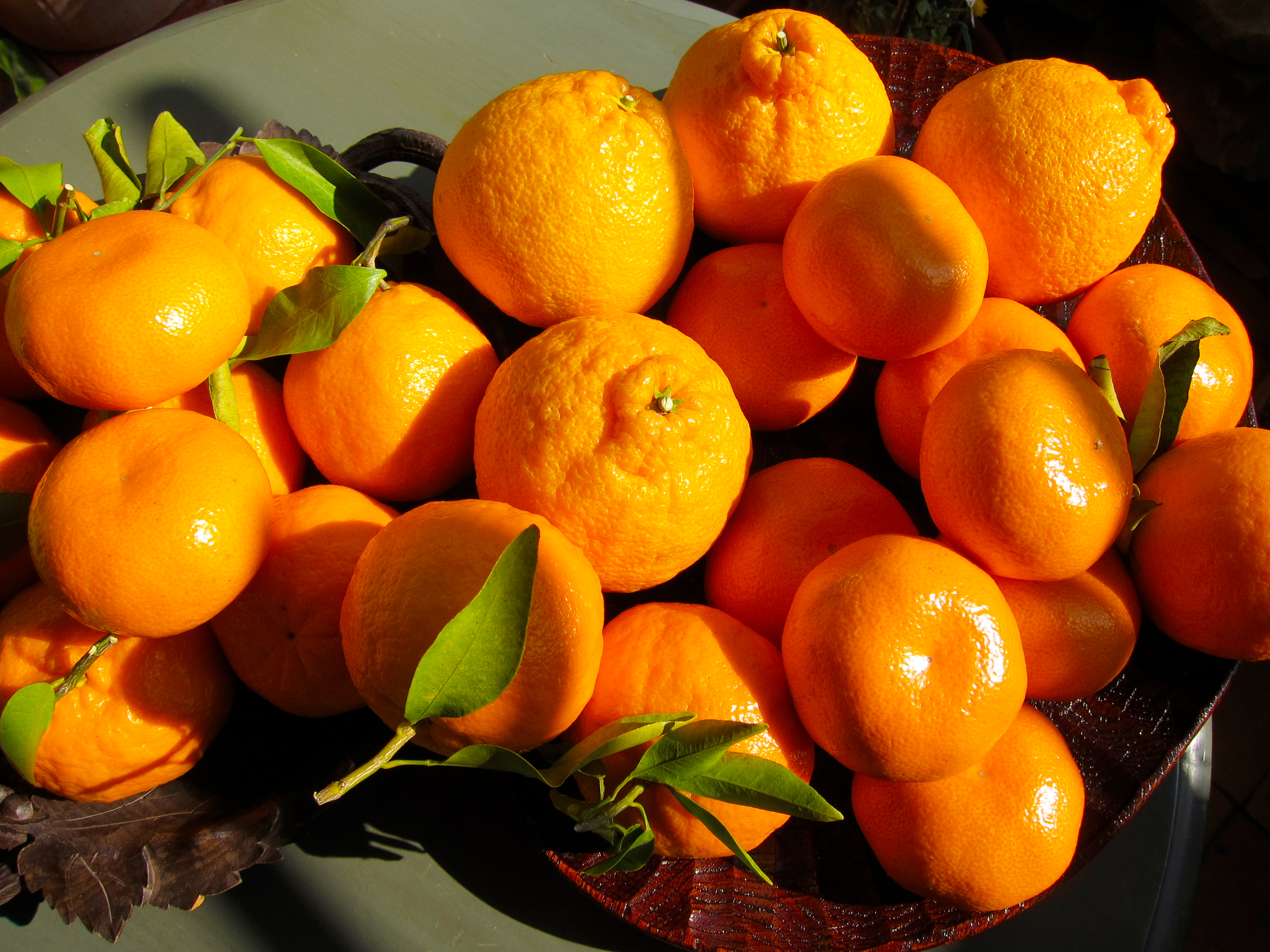 Tangerines and Winter Oranges