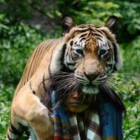 Mulan Jamilah, a 6-year-old Bengal tiger, and Abdullah Sholeh, 33, play in the garden beside their home in Malang, Indonesia, on Monday. Although Bengal tigers are usually revered as fearsome predators, Mulan is completely tame, and Sholeh regularly sleeps, plays and fights with the animal. | KYODO