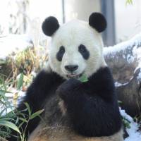 Bear necessities: A giant panda at Ueno Zoo enjoys a meal of bamboo leaves. | SATOKO KAWASAKI