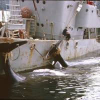 The Canadian whale-catcher West Whale 7 pulls into Coal Harbour, Vancouver Island, British Columbia, with two Sperm whales strapped alongside. | C. W. NICOL